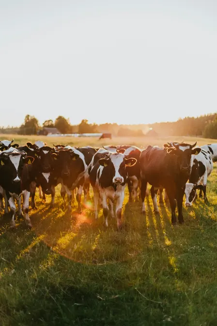 UK, How to Enter (Agritech)