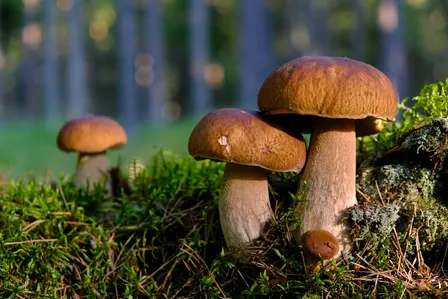 Pilztour / Wild mushroom tour (DE/EN)
