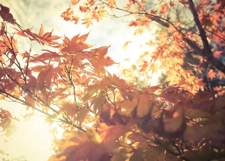Autumn Equinox: A Yoga Practice of Balance & Centering