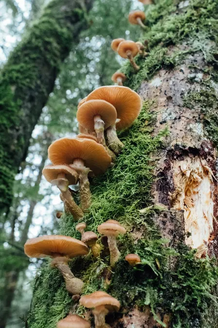 Light Up Mushrooms and Moss Crown Tutorial