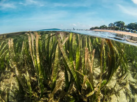 From Commitment to Implementation: The Bahamas Leading the Way on Article 6 and Blue Carbon