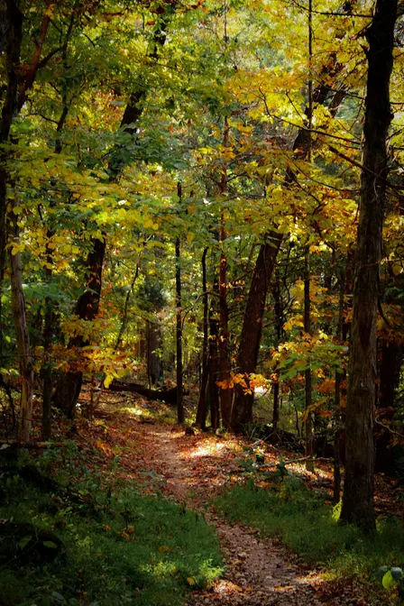 AI Walks YQG - October Edition