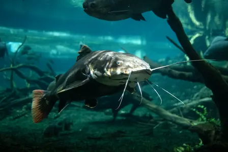 Innovation Conversation: Blue Catfish