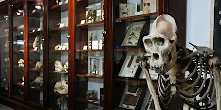 D'Arcy Thompson Zoology Museum Saturday Openings