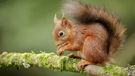 Event: Squirrel Safari at Crathes Castle