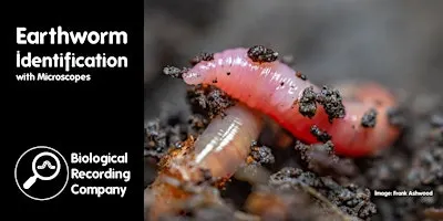 Earthworm Identification