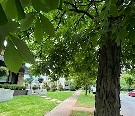 Urban Tree Walks in Belmont-2