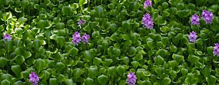 Wet n' Wild: Recognition & Management of Aquatic & Natural Area Pest Plants