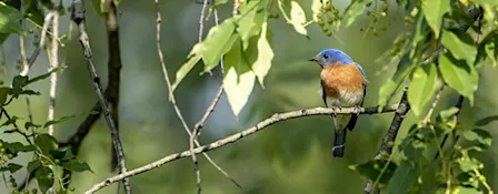 Welcome to Birding at Eliza Howell Park