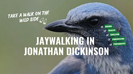 Jaywalking in the Wild: Meet the Florida Scrub Jay