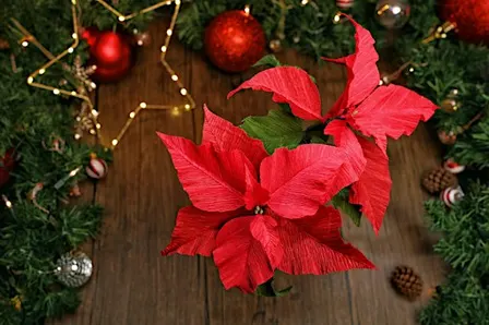 Festive Paper Flowers Workshop - Poinsettia