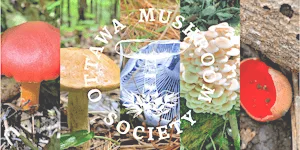 Ottawa Mushroom Society Walk: October