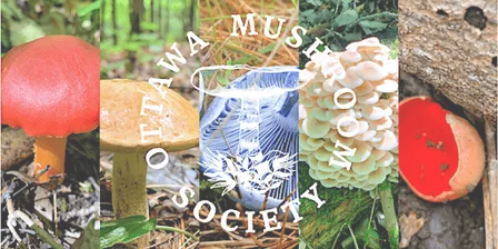 Ottawa Mushroom Society Walk: October