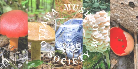 Fungi For Families - October- Ottawa Mushroom Society