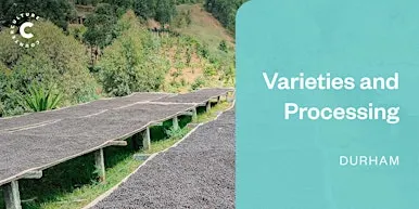Coffee Origins: Varieties and Processing - Durham