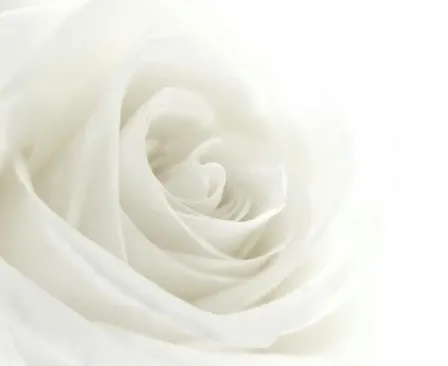 White Rose Ceremony 2026