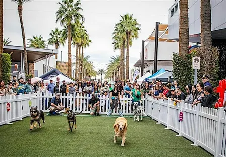 Huge dog event in Glendale! Pup Festival @ Westgate!