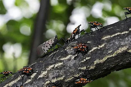 Spotted Lanternfly: Ecology and Impacts ♿