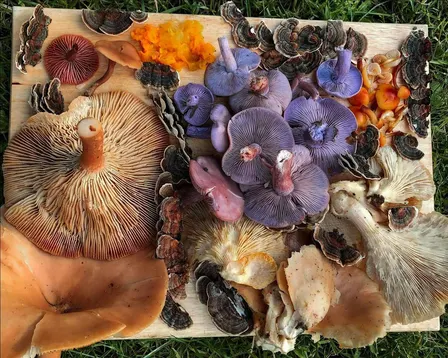 2026 South Green- November Foraging Walk
