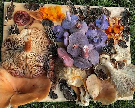 2026 South Green- October Foraging Walk