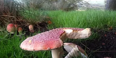 Mushroom foraging - woodland and moorland waxcaps!