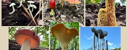 Finding Fungi with Hikes of Georgia's Ranger Darling