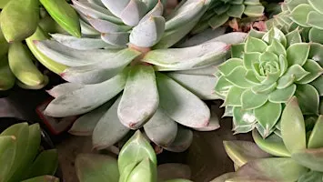 Young Succulent Explorers: A Hands-On Plant Workshop (Ages 8–15)