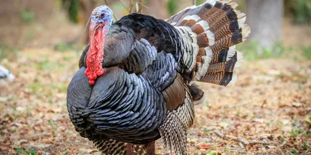 Celebrate the Season (11/17)