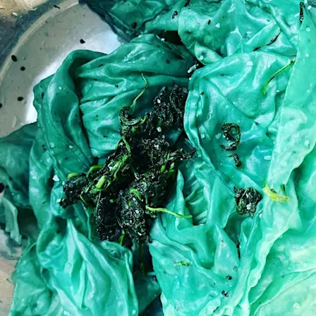 Dyeing with Fresh Leaf Indigo