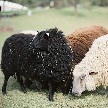 Fleece 101: A Sheep for Every Purpose with Katrina Walker (Free)