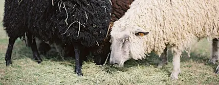 Fleece 101: A Sheep for Every Purpose with Katrina Walker (Free)