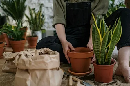 Indoor Houseplant Care & Plant Swap in Charlottesville