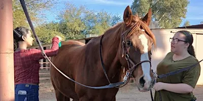 Horse Grooming Session