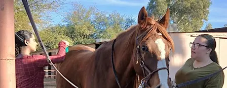 Horse Grooming Session