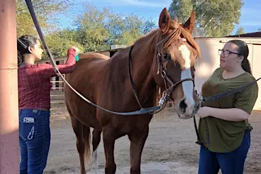 Horse Grooming Session