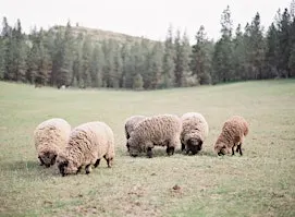 DIY Fleece Processing - Hand Fiber Processing for Beginners w/ Rena Bailey
