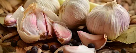 Growing Great Gourmet Garlic!