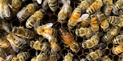 Beginning Beekeeping: Bees in Winter and Preparing to Beekeep Next Year