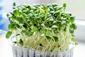 Grow Your Own Micro Greens & Sprouts