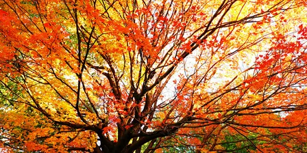 Fall Foliage Walk