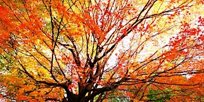 Fall Foliage Walk