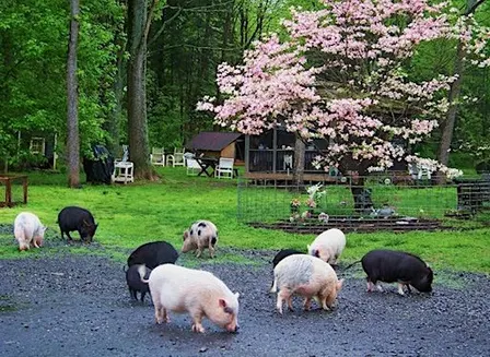 Pig Tour at Ross Mill Farm
