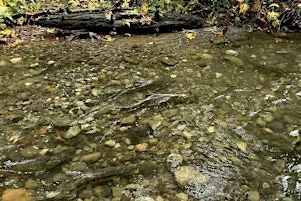 2026 Salmon Docent Training