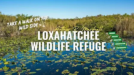 Birding Arthur R. Marshall Loxahatchee NWR with Kar DeGeiso