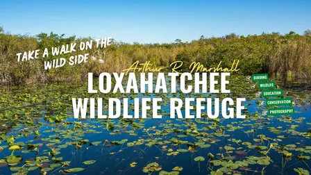 Birding Arthur R. Marshall Loxahatchee NWR with Kar DeGeiso