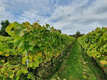 HIKE 14KM Garden of England Meopham Valley and the Vine fields of Kent