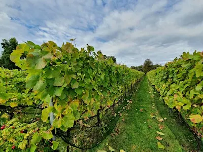 HIKE 14KM Garden of England Meopham Valley and the Vine fields of Kent