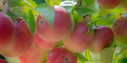 Orchards and Elephants: YHA Canterbury, Kent . 10 mile circular walk.