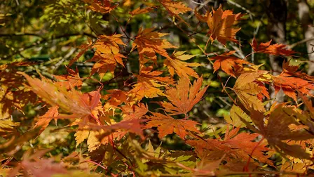 Arboretum Garden Tour: Fall Color