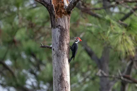 Guided Walk: CREW Marsh Trails (Red Trail)